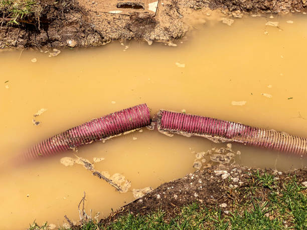 Best Water damage cleanup near me  in New Port Richey East, FL